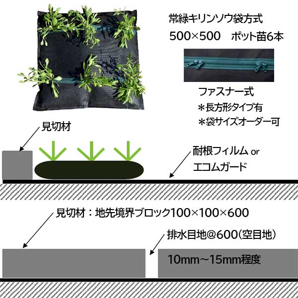常緑キリンソウ袋方式50cm角に常緑キリンソウの苗6本を植えた標準的な屋上緑化システムの断面図